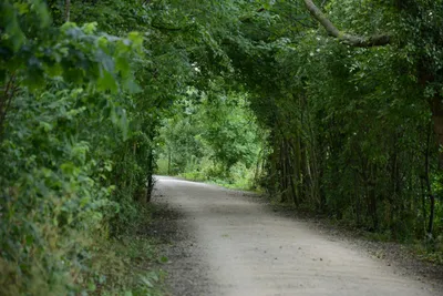 DSC_2496 (Large).JPG